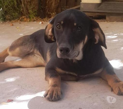 CACHORRA DE 8 MESES EN ADOPCIÓN