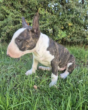 BULLTERRIER INSCRITO