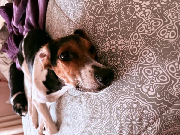 PERRITA EN ADOPCIÓN 