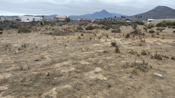 TERRENO 5.500 MTS LAS TENCAS, PICHIDANGUI