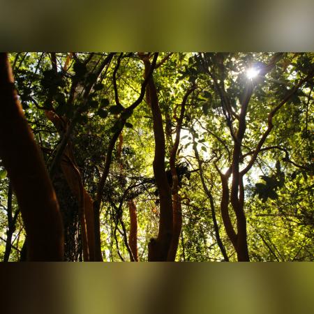 PARCELA DE 5000MTS2 CON BOSQUE NATIVO LICANRAY
