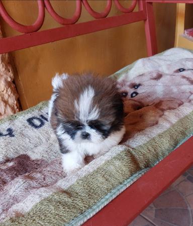 SHIH TZU VERDADEROS PELUCHES!!!