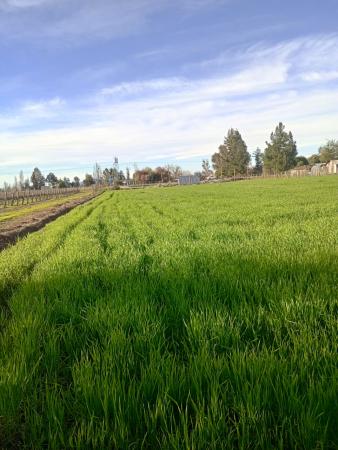 SE VENDE UNA HECTÁREA CAMINO A PALMILLA 