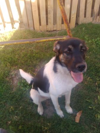 CACHORRO BICOLOR EN ADOPCIÓN RESPONSABLE