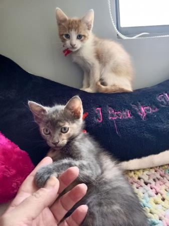 HERMOSOS GATITOS EN ADOPCIÓN 