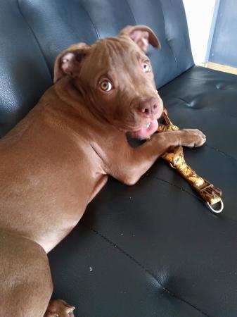 VENDO AMERICAN BULLY