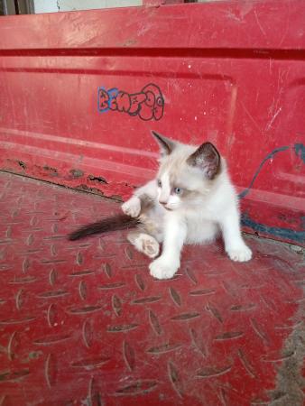 GATITOS SIAMESES