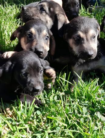 LINDOS CACHORROS EN ADOPCIÓN