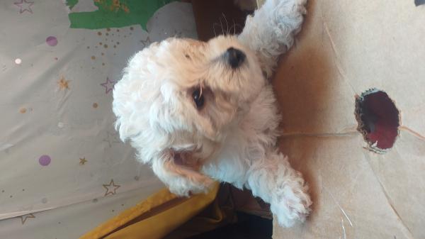 VENDO PERRITOS PODLE NORMAL 