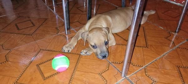 BOXER CON PITBUL