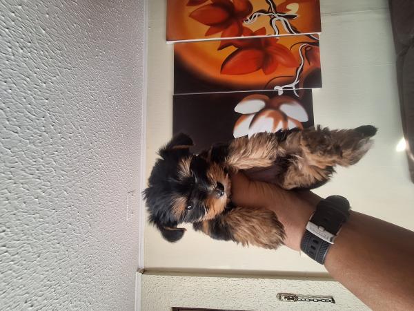 YORKSHIRE TERRIER