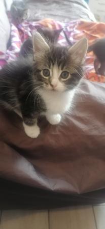 REGALO HERMOSOS GATITOS PRECIOSOS