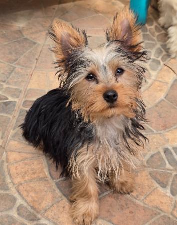 YORKSHIRE TERRIER