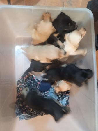 PERRITOS PARA ADOPCIÓN