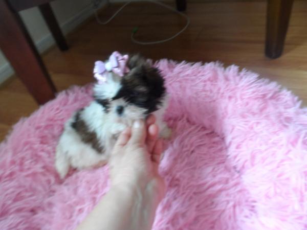 HERMOSOS SHIH TZU -  MNIATURAS 