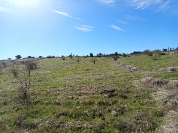 PARCELA 5000MTS2 LITUECHE 