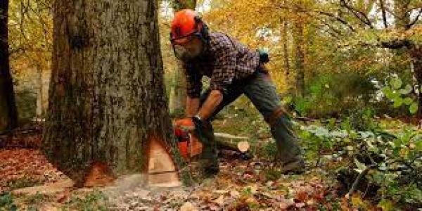 SERVICIOS FORESTALES. RALEOS, PODAS, POLINES