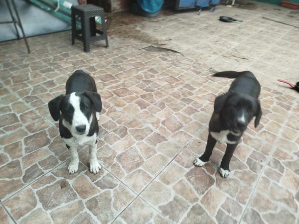 BUSCO QUIEN ADOPTE ALGUNO DE ESTOS PERRITOS 